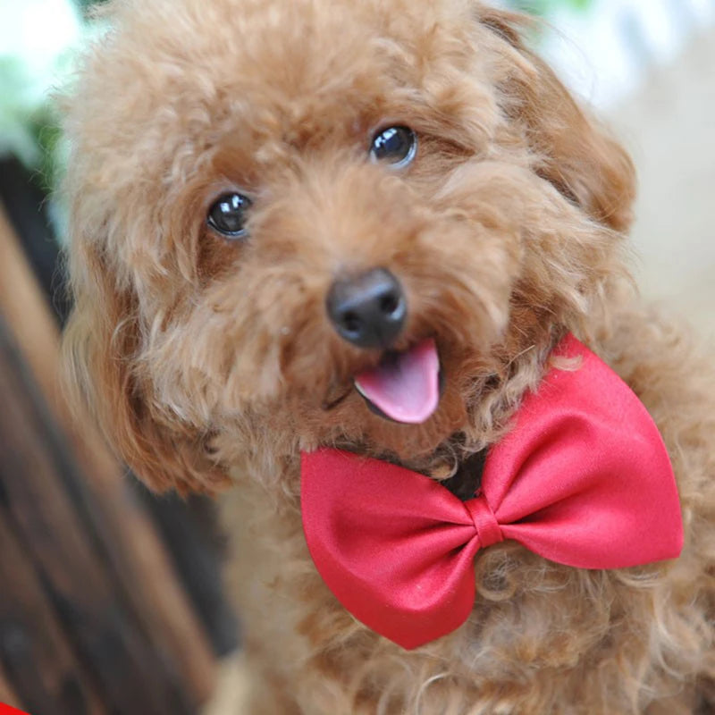 50/100 pcs/lot Adjustable Bowtie Multicolor Pet Products