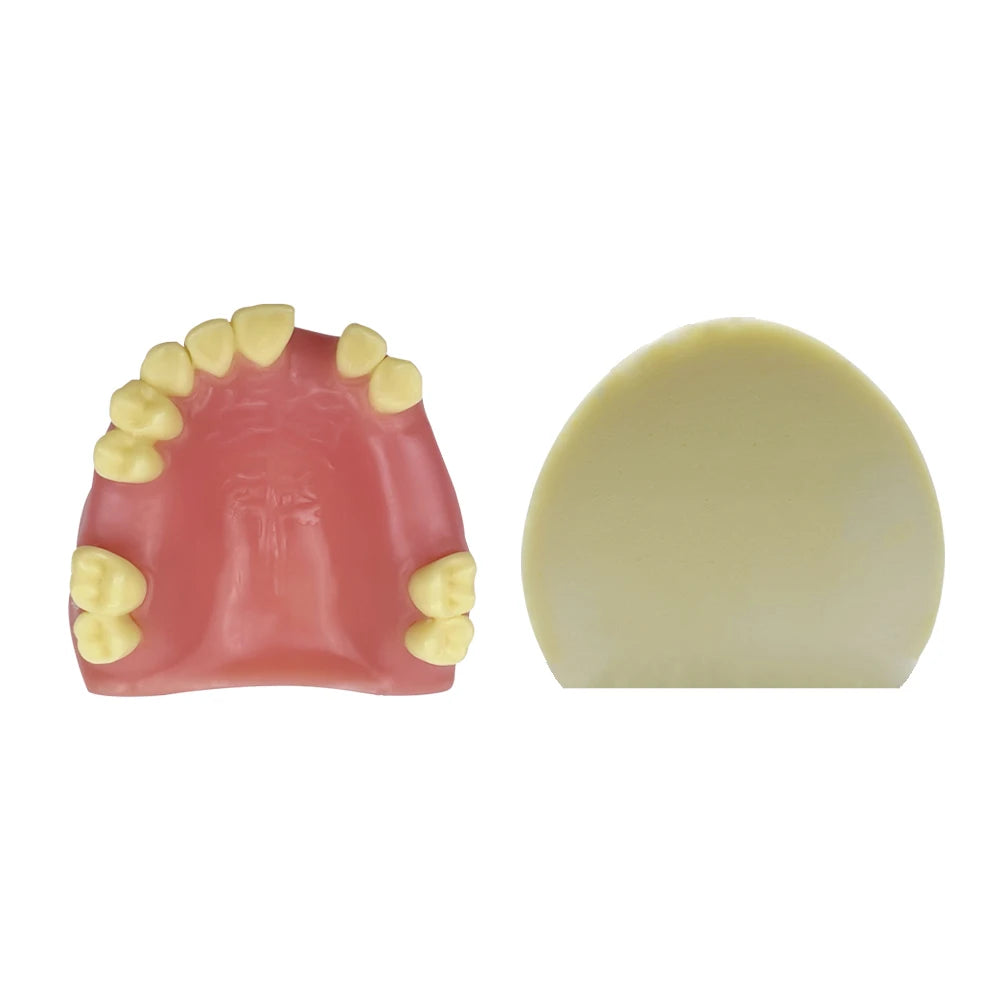 Dental Maxillary Implant Practice Model