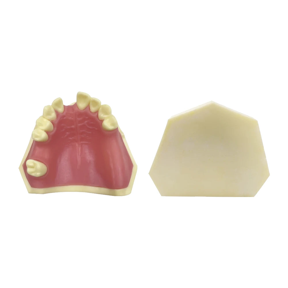 Dental Maxillary Implant Practice Model